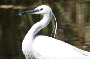 Little Egret