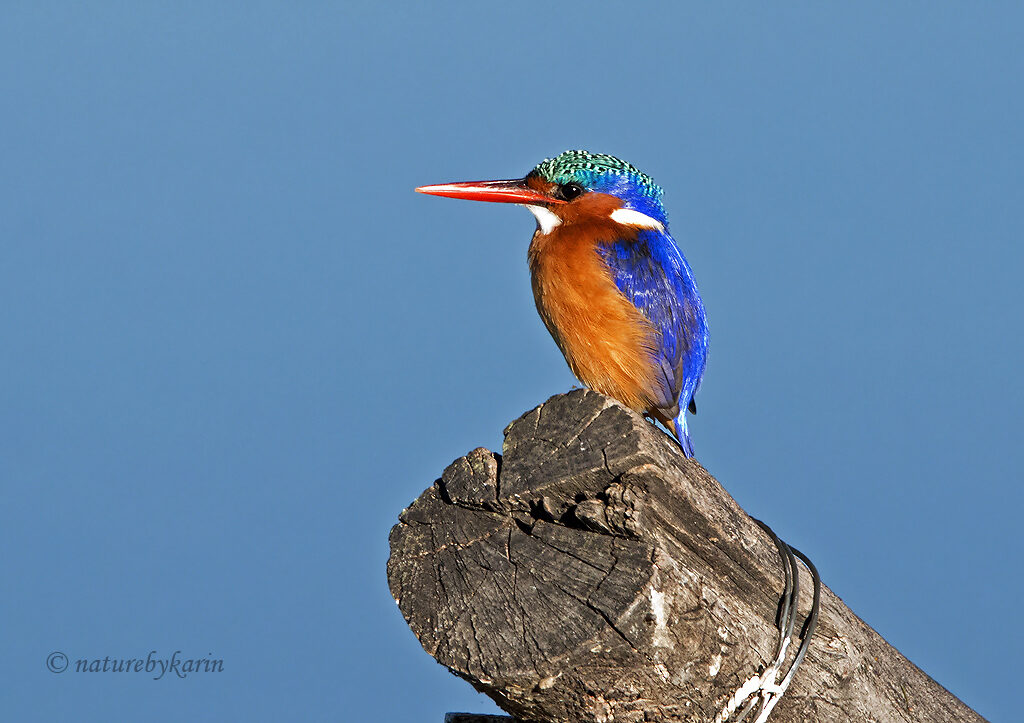 Malachite Kingfisher