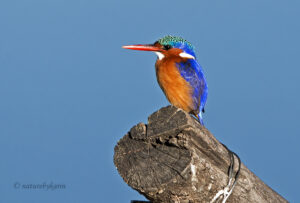 Malachite Kingfisher
