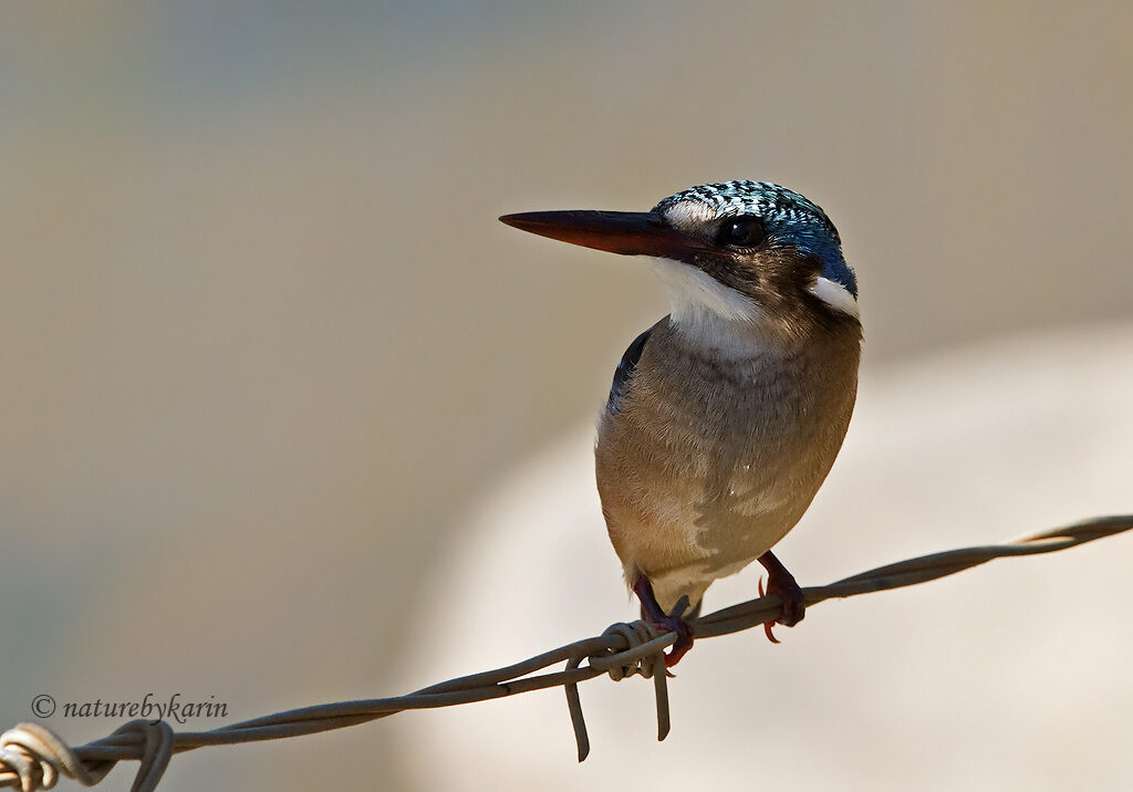 Malachite Kingfisher