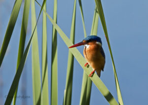 Malachite Kingfisher