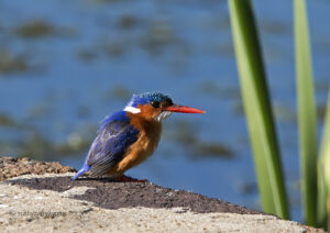 Malachite Kingfisher