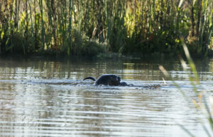 Otter