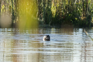 Otter