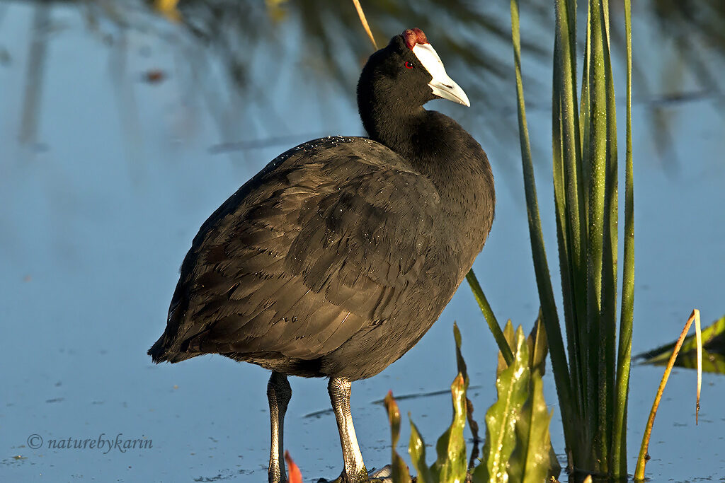 Red-knobbed Coot