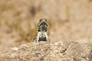 Rock Agama