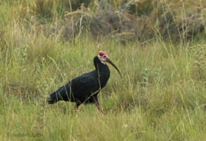 Southern Bald Ibis