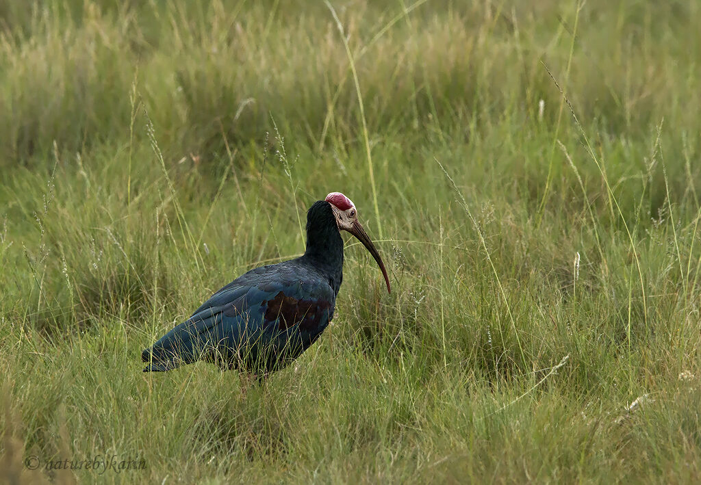 Southern Bald Ibis