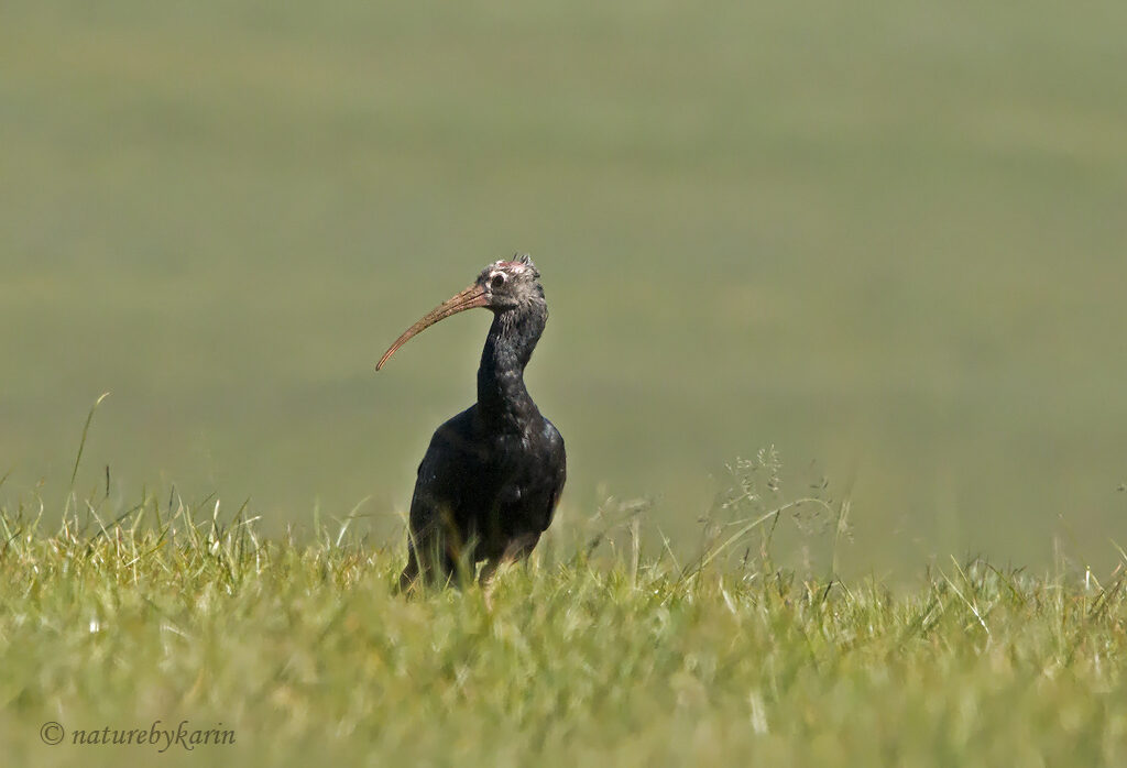 Southern Bald Ibis