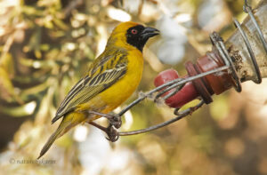 Southern Masked Weaver