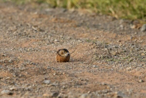 Spike-heeled Lark