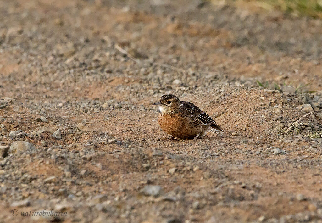 Spike-heeled Lark