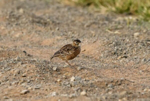 Spike-heeled Lark