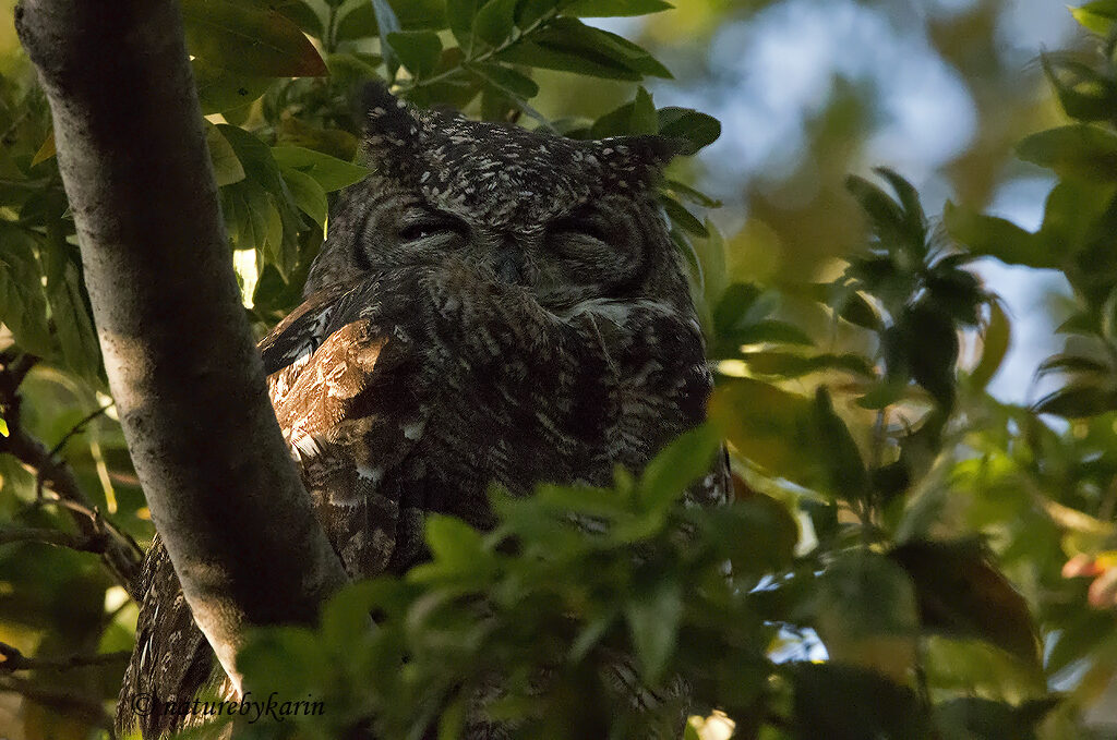 Spotted Eagle Owl