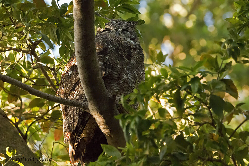 Spotted Eagle Owl