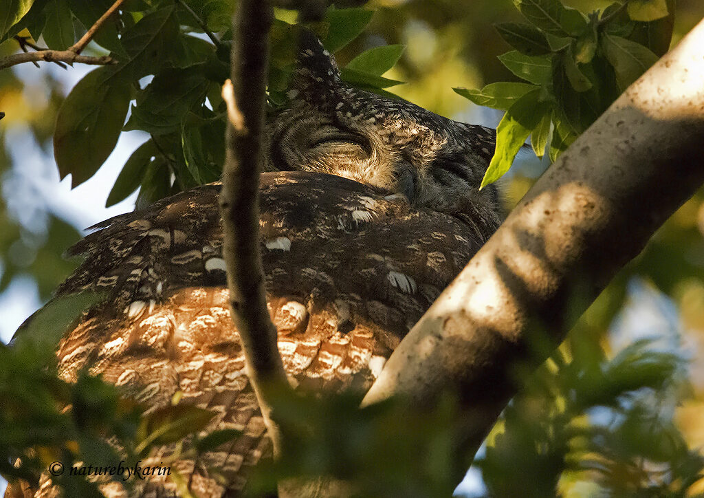 Spotted Eagle Owl