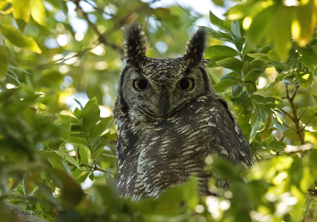 Spotted Eagle Owl