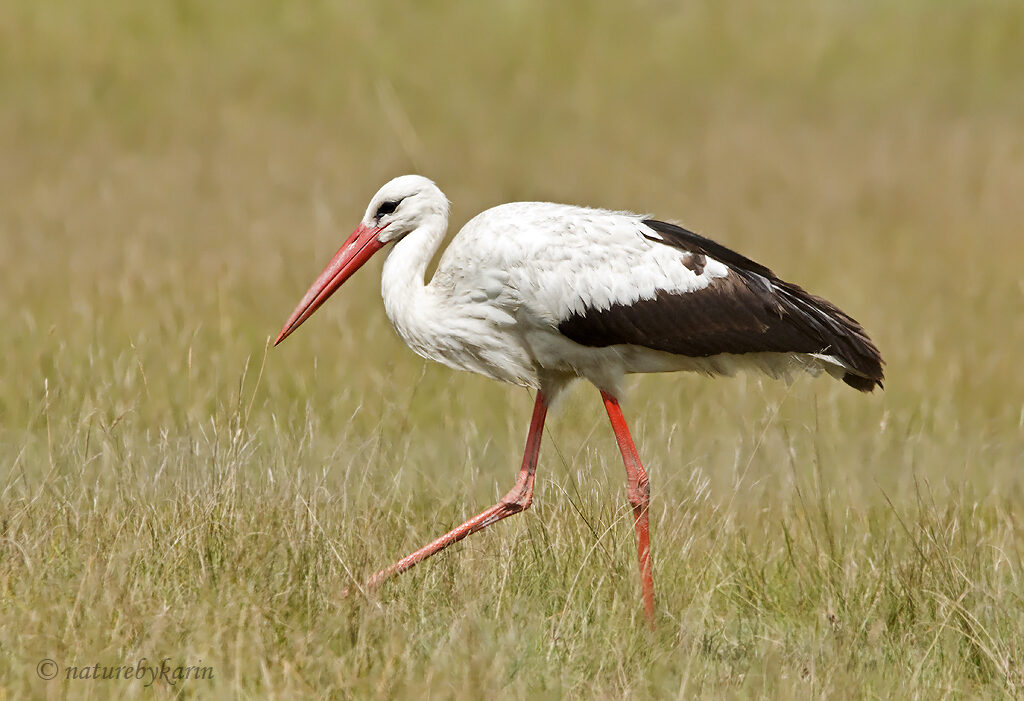 White Stork