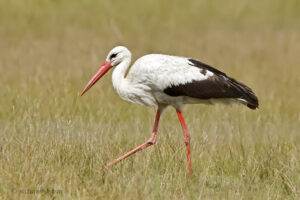 White Stork