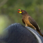 Yellow billed Oxpecker