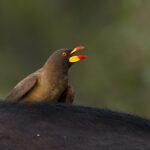 Yellow billed Oxpecker