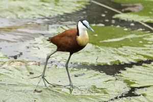 African Jacana