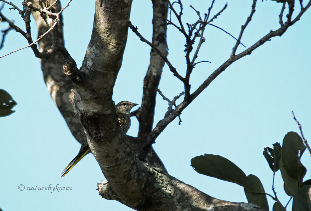 Black Cuckoo Shrike
