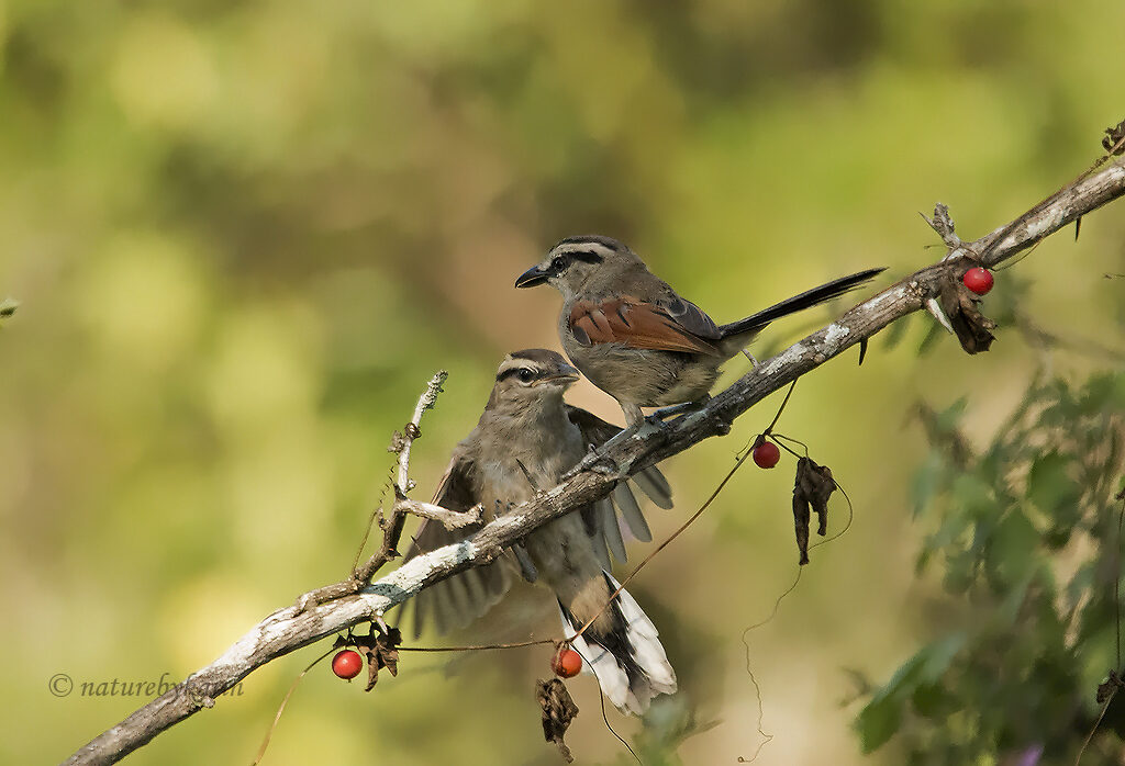 Brown-crowned Chagra