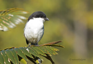 Common Fiscal