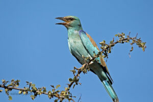 European Roller