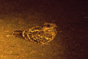 Fiery-necked Nightjar