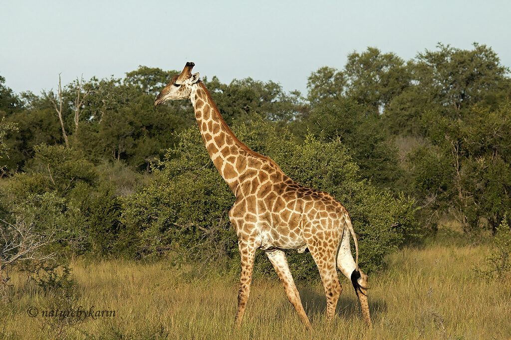 This giraffe was on a mission somewhere.