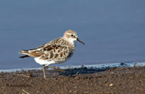 Little Stint