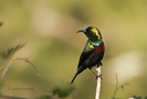 Mario sunbird