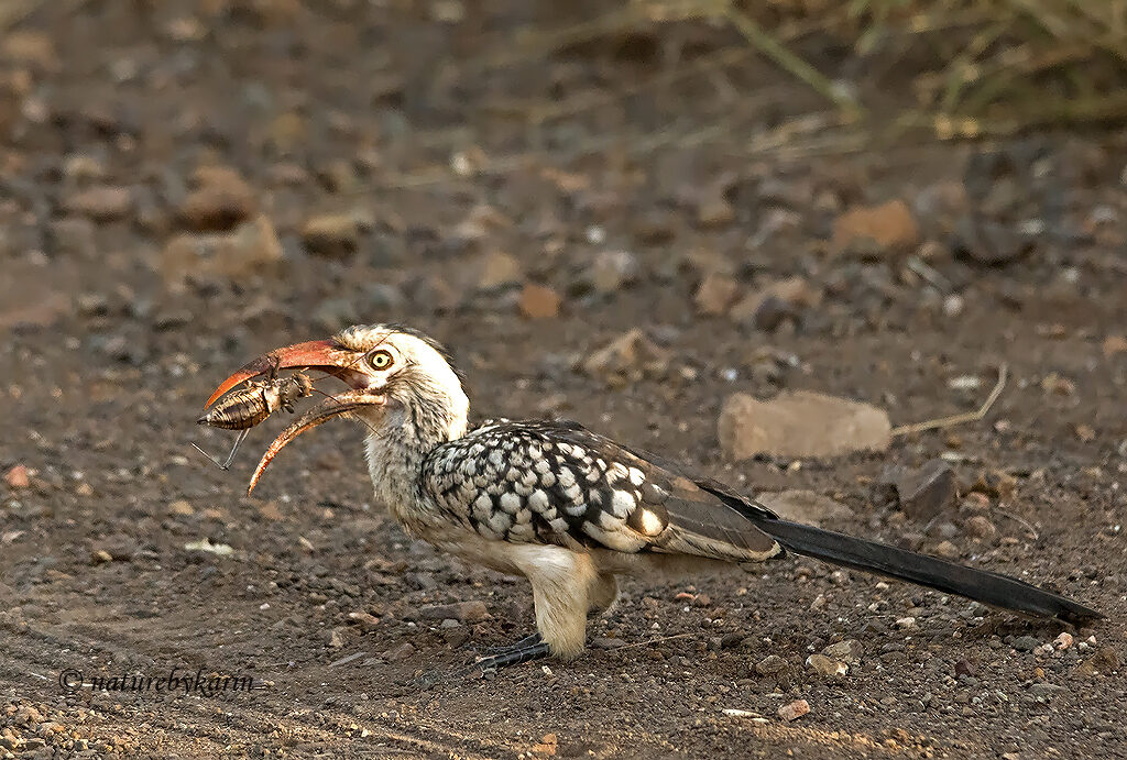 Red-billed hornbill 