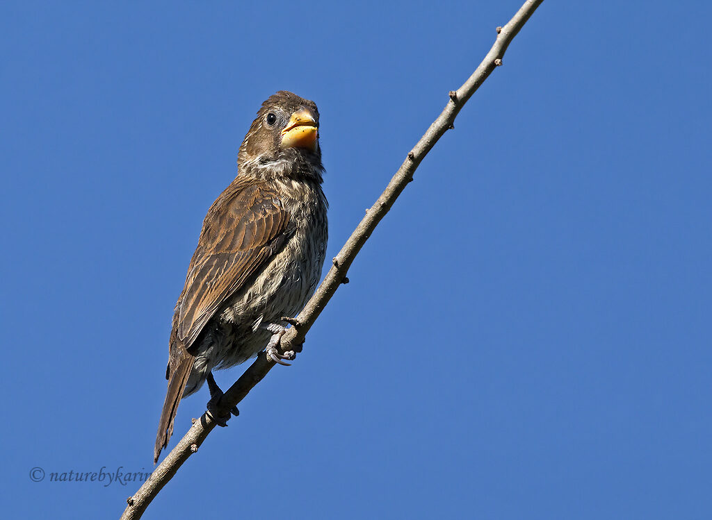 Thick-billed weaver