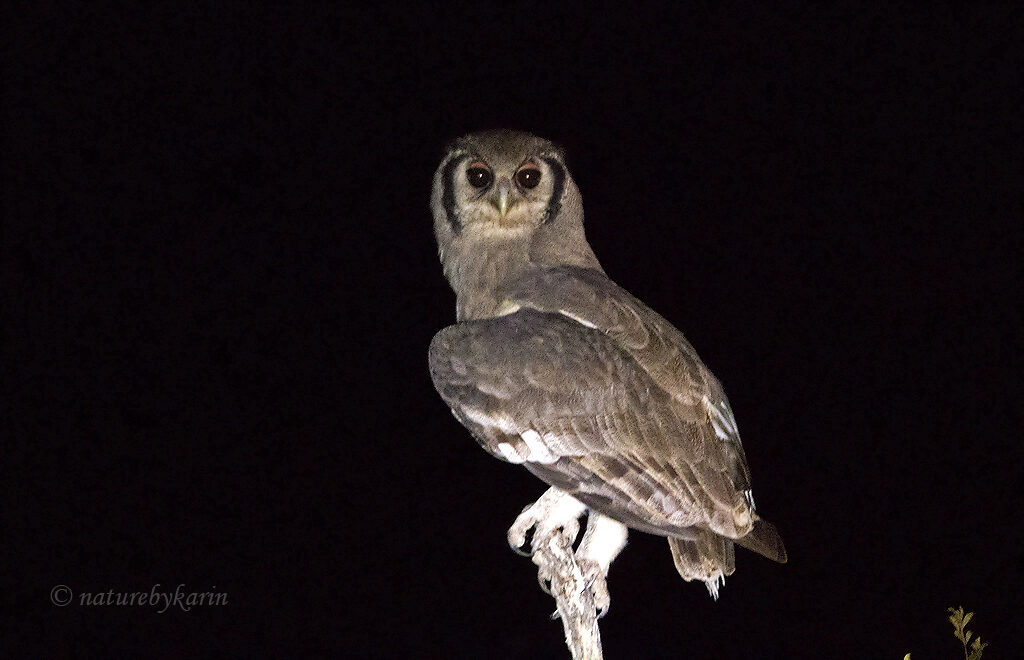 Verreaux’s Eagle Owl 