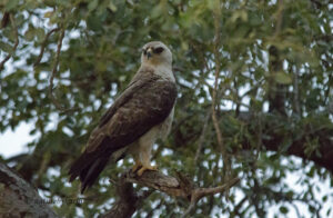 Wahlberg’s eagle