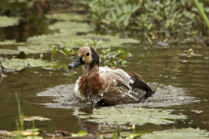 White-faced whistling duck