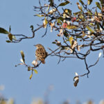 Bushveld Pipit