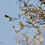 Bushveld Pipit