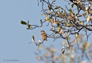 Bushveld Pipit