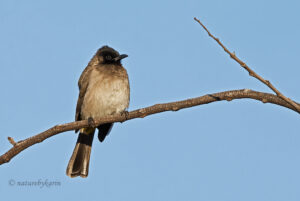 Dark-capped Bulbul
