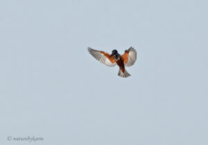 Giant Kingfisher