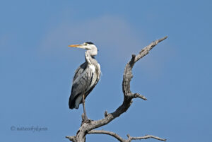 Grey heron