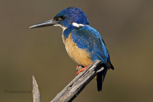 Half-collared Kingfisher