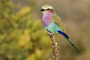Lilac-breasted Roller
