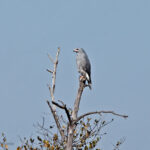 Lizard Buzzard