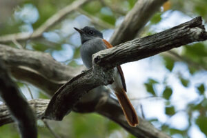 Paradise Flycatcher