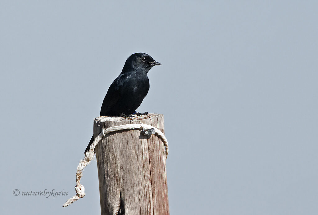 Southern Black Flycatcher